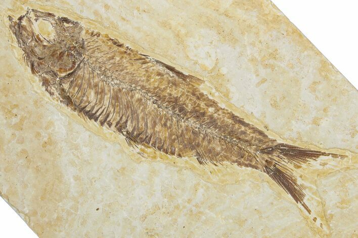 Detailed Fossil Fish (Knightia) - Wyoming #354034